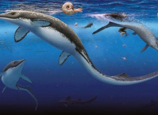 محيطات الأرض تتعافى أسرع بعد “الانقراض الأعظم” محيطات الأرض تتعافى أسرع بعد "الانقراض الأعظم"