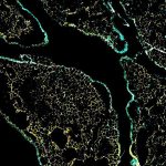 مصابيح تضيء الخلايا وتُمكّن العلماء من متابعة ما يحدث داخلها مصابيح تضيء الخلايا وتُمكّن العلماء من متابعة ما يحدث داخلها