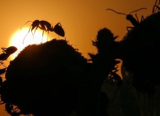 عندما فضّلت النملة العدد على الدرع.. وربحت الرهان عندما فضّلت النملة العدد على الدرع.. وربحت الرهان