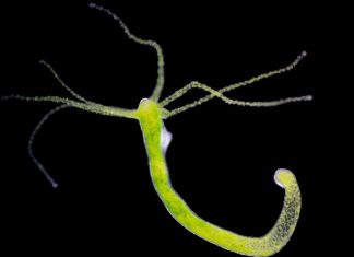 سر الهيدرا.. لماذا لا تصل هذه الكائنات للشيخوخة أبدا؟ سر الهيدرا.. لماذا لا تصل هذه الكائنات للشيخوخة أبدا؟