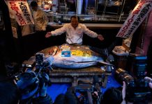 “ملك التونة” يحطم رقمه القياسي بـ3.27 مليون دولار "ملك التونة" يحطم رقمه القياسي بـ3.27 مليون دولار