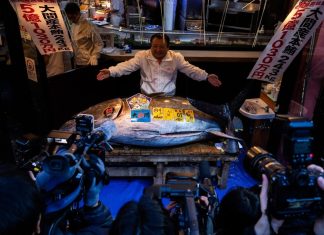 “ملك التونة” يحطم رقمه القياسي بـ3.27 مليون دولار "ملك التونة" يحطم رقمه القياسي بـ3.27 مليون دولار