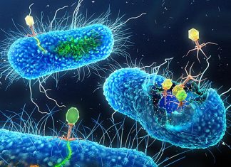 علماء يبتكرون فيروسات قاتلة للبكتيريا من الصفر علماء يبتكرون فيروسات قاتلة للبكتيريا من الصفر