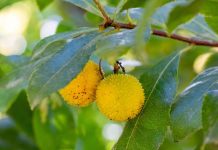 نبات ليبي يتفوق على الصبغات الصناعية في الاستدامة نبات ليبي يتفوق على الصبغات الصناعية في الاستدامة