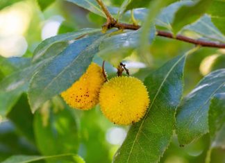 نبات ليبي يتفوق على الصبغات الصناعية في الاستدامة نبات ليبي يتفوق على الصبغات الصناعية في الاستدامة