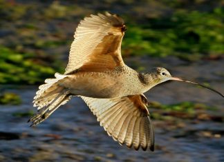 لغز حير العلماء قرونا: كيف ترى الطيور من دون أكسجين؟ لغز حير العلماء قرونا: كيف ترى الطيور من دون أكسجين؟