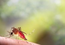 علماء للجزيرة نت: البعوض أصبح أكثر شراسة تجاه البشر علماء للجزيرة نت: البعوض أصبح أكثر شراسة تجاه البشر