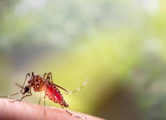 علماء للجزيرة نت: البعوض أصبح أكثر شراسة تجاه البشر علماء للجزيرة نت: البعوض أصبح أكثر شراسة تجاه البشر