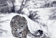 نمر ثلجي يهاجم متزلجة بسبب سيلفي متهور نمر ثلجي يهاجم متزلجة بسبب سيلفي متهور