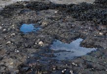 ابتكار ذكاء اصطناعي لكشف آثار أقدام الديناصورات ابتكار ذكاء اصطناعي لكشف آثار أقدام الديناصورات