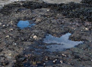 ابتكار ذكاء اصطناعي لكشف آثار أقدام الديناصورات ابتكار ذكاء اصطناعي لكشف آثار أقدام الديناصورات