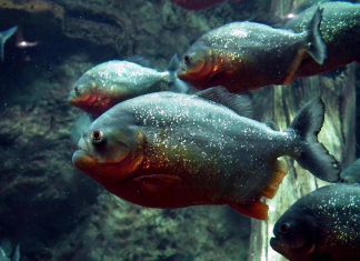 إصابة 10 أشخاص في هجوم لأسماك البيرانا بنهر في البرازيل إصابة 10 أشخاص في هجوم لأسماك البيرانا بنهر في البرازيل