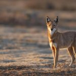 “الذئب الإثيوبي: قصة الناجي المحظوظ وكسر الثوابت” "الذئب الإثيوبي: قصة الناجي المحظوظ وكسر الثوابت"