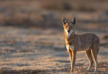 “الذئب الإثيوبي: قصة الناجي المحظوظ وكسر الثوابت” "الذئب الإثيوبي: قصة الناجي المحظوظ وكسر الثوابت"