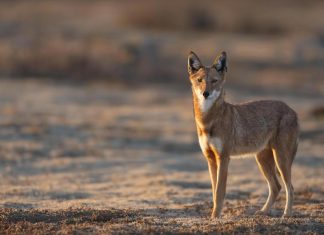 “الذئب الإثيوبي: قصة الناجي المحظوظ وكسر الثوابت” "الذئب الإثيوبي: قصة الناجي المحظوظ وكسر الثوابت"