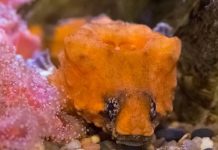 حفلة تحت الماء.. سمكة تعزف عبر طبلة في رأسها حفلة تحت الماء.. سمكة تعزف عبر طبلة في رأسها