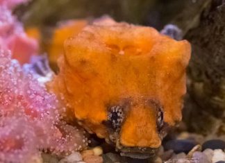 حفلة تحت الماء.. سمكة تعزف عبر طبلة في رأسها حفلة تحت الماء.. سمكة تعزف عبر طبلة في رأسها