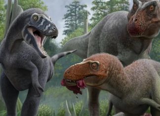 عظمة في الحلق تحسم جدلا عمره عقود حول “تي ريكس القزم” عظمة في الحلق تحسم جدلا عمره عقود حول "تي ريكس القزم"