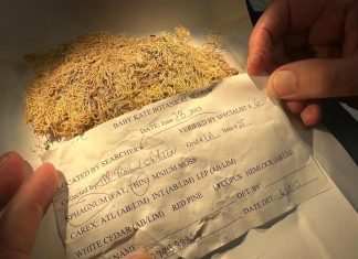 نبات صغير يتحول إلى “شاهد” يساعد محققي الجرائم نبات صغير يتحول إلى "شاهد" يساعد محققي الجرائم