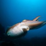 ذكر الحبار يرسل إشارات بضوء غير مرئي حين يتواصل مع أنثاه ذكر الحبار يرسل إشارات بضوء غير مرئي حين يتواصل مع أنثاه