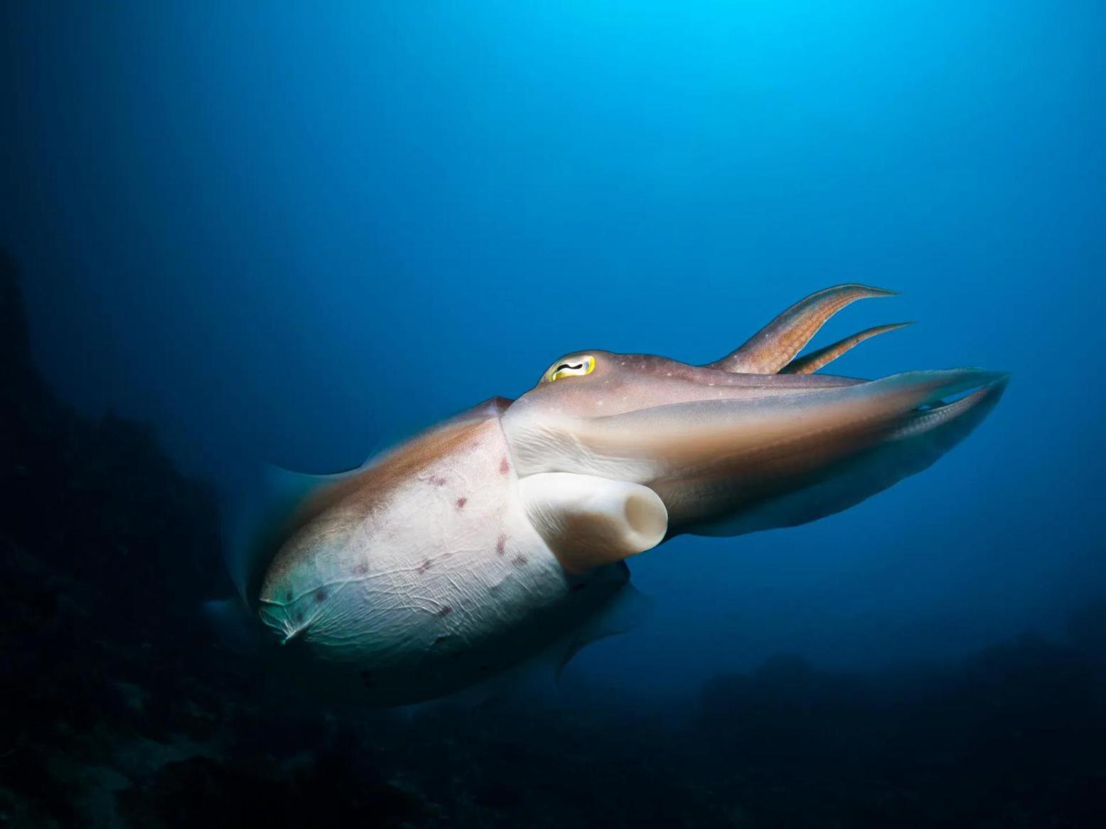 ذكر الحبار يرسل إشارات بضوء غير مرئي حين يتواصل مع أنثاه ذكر الحبار يرسل إشارات بضوء غير مرئي حين يتواصل مع أنثاه