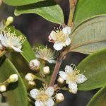 هل يعود “نبات الزومبي” إلى الحياة؟ هل يعود "نبات الزومبي" إلى الحياة؟