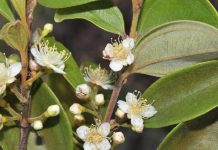 هل يعود “نبات الزومبي” إلى الحياة؟ هل يعود "نبات الزومبي" إلى الحياة؟