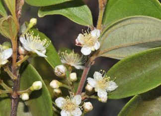 هل يعود “نبات الزومبي” إلى الحياة؟ هل يعود "نبات الزومبي" إلى الحياة؟