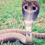 “الكوبرا الملكية” السامة في الهند تستخدم القطارات في التنقل "الكوبرا الملكية" السامة في الهند تستخدم القطارات في التنقل