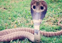 “الكوبرا الملكية” السامة في الهند تستخدم القطارات في التنقل "الكوبرا الملكية" السامة في الهند تستخدم القطارات في التنقل