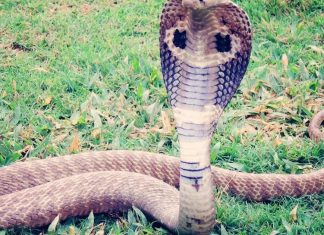 “الكوبرا الملكية” السامة في الهند تستخدم القطارات في التنقل "الكوبرا الملكية" السامة في الهند تستخدم القطارات في التنقل