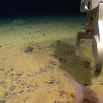 في قاع المحيط الهادئ.. اكتشاف “عالم مخفي” يزخر بالحياة في قاع المحيط الهادئ.. اكتشاف "عالم مخفي" يزخر بالحياة