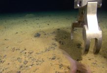 في قاع المحيط الهادئ.. اكتشاف “عالم مخفي” يزخر بالحياة في قاع المحيط الهادئ.. اكتشاف "عالم مخفي" يزخر بالحياة