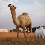 قريبا جوازات سفر للإبل في السعودية قريبا جوازات سفر للإبل في السعودية