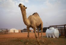 قريبا جوازات سفر للإبل في السعودية قريبا جوازات سفر للإبل في السعودية