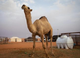 قريبا جوازات سفر للإبل في السعودية قريبا جوازات سفر للإبل في السعودية