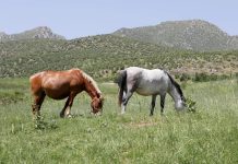 لأول مرة.. مشروع علمي يمنح خيول السباق حق الاختيار لأول مرة.. مشروع علمي يمنح خيول السباق حق الاختيار