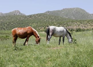 لأول مرة.. مشروع علمي يمنح خيول السباق حق الاختيار لأول مرة.. مشروع علمي يمنح خيول السباق حق الاختيار