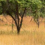 قصائد هندية تعيد كتابة تاريخ السافانا القديمة قصائد هندية تعيد كتابة تاريخ السافانا القديمة