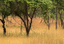 قصائد هندية تعيد كتابة تاريخ السافانا القديمة قصائد هندية تعيد كتابة تاريخ السافانا القديمة