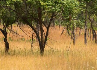 قصائد هندية تعيد كتابة تاريخ السافانا القديمة قصائد هندية تعيد كتابة تاريخ السافانا القديمة