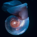 مهندسو الكربون الصغار ودورهم في مناخ الأرض مهندسو الكربون الصغار ودورهم في مناخ الأرض