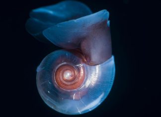 مهندسو الكربون الصغار ودورهم في مناخ الأرض مهندسو الكربون الصغار ودورهم في مناخ الأرض