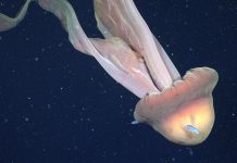 شاهد.. علماء يرصدون قنديل بحر غامض بطول حافلة مدرسية شاهد.. علماء يرصدون قنديل بحر غامض بطول حافلة مدرسية