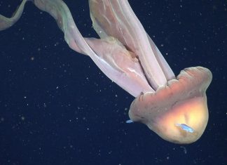 شاهد.. علماء يرصدون قنديل بحر غامض بطول حافلة مدرسية شاهد.. علماء يرصدون قنديل بحر غامض بطول حافلة مدرسية