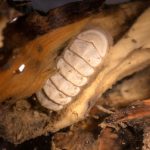 آلاف يساهمون في تسمية مخلوق غريب من المحيط آلاف يساهمون في تسمية مخلوق غريب من المحيط