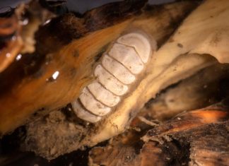 آلاف يساهمون في تسمية مخلوق غريب من المحيط آلاف يساهمون في تسمية مخلوق غريب من المحيط