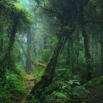 أشجار سريعة النمو تضعف درع الكوكب ضد المناخ أشجار سريعة النمو تضعف درع الكوكب ضد المناخ