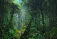 أشجار سريعة النمو تضعف درع الكوكب ضد المناخ أشجار سريعة النمو تضعف درع الكوكب ضد المناخ