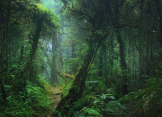 أشجار سريعة النمو تضعف درع الكوكب ضد المناخ أشجار سريعة النمو تضعف درع الكوكب ضد المناخ